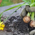 planter-bulbes