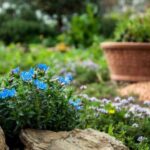 plantation-fleurs-vivaces-automne