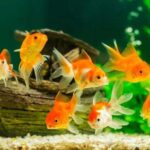 aquarium-assurance-habitation