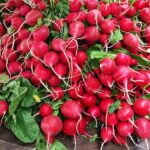 planter-radis