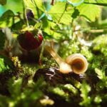escargot-jardin