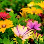 plantes-jardin