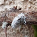 cochenille-eliminer