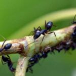 fourmis-lutter-jardin