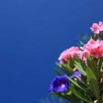maladie-laurier-rose
