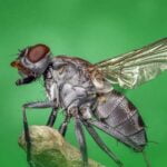 eliminer-mouche