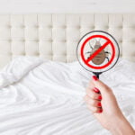 detecter-punaise-de-lit