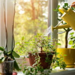 entretenir-plantes-interieur