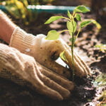 paysagiste-preservation-biodiversite