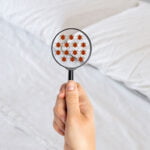 lutter-contre-punaise-de-lit