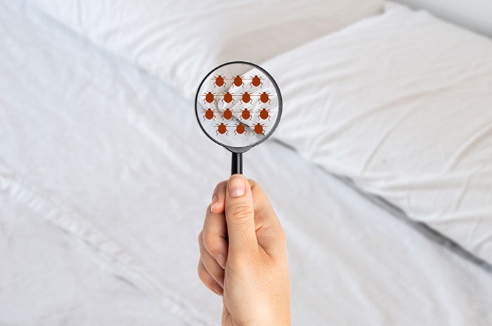 lutter contre les punaises de lit